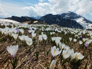 33 Crocus con Branchino ed Arera...